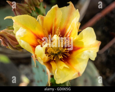 El cactus Opuntia flor amarilla clara