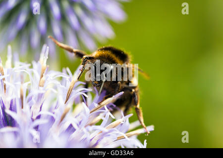 Close-up de abeja en una flor
