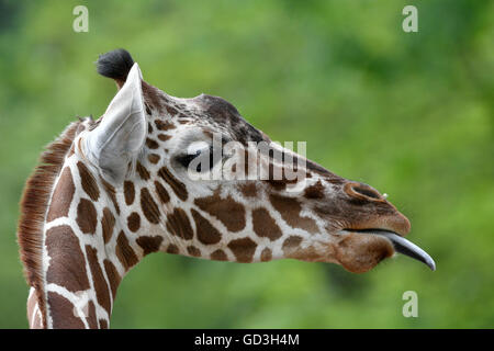 Jirafa reticulada (Giraffa camelopardalis reticulata), retrato, le saca la lengua, cautiva