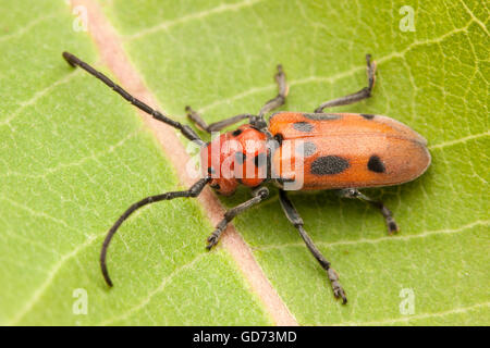 Asclepias escarabajo rojo (Tetraopes tetrophthalmus) perchas sobre una política común de Asclepias planta de hoja. Foto de stock