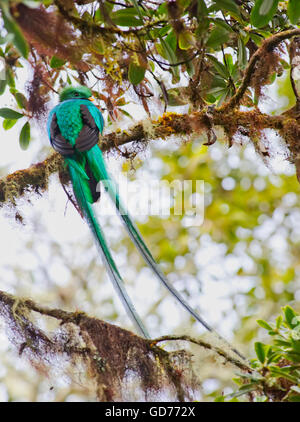 El resplandeciente Quetzal, Mirador de quetzales, en el Cerro de la Muerte, Costa Rica. Foto de stock
