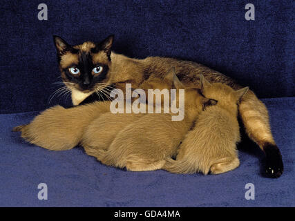TONKINESE gato doméstico, hembra con amamantamiento gatito Foto de stock