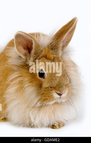 Conejo enano rojo contra el fondo blanco. Foto de stock