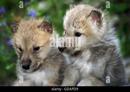 Arctic Wolf, canis lupus tundrarum, PUP, Alaska Foto de stock