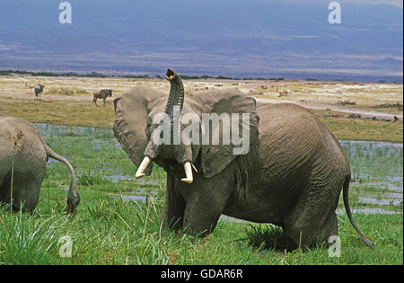 Elefante Africano Loxodonta africana, Adulto en pantano olfatear el aire, KENYA Foto de stock