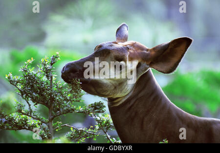 El Okapi, okapia johnstoni, Retrato de mujer Foto de stock
