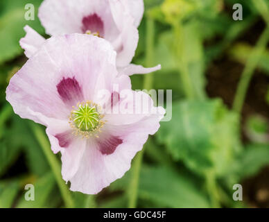 Fotografía cenital de rosa las amapolas de opio en plena flor, tomada con una profundidad de campo limitada. Habitación para copiar texto y espacio Foto de stock