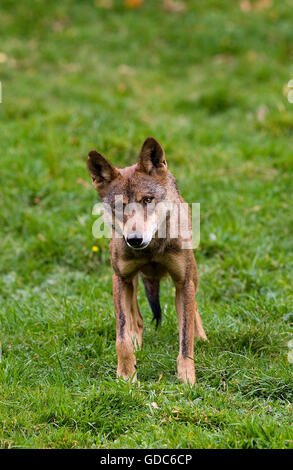 Lobo ibérico Canis lupus signatus Foto de stock