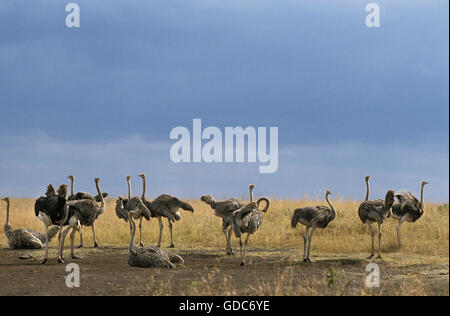 Avestruz Struthio camelus, Grupo de Mujeres, Parque de Nairobi en Kenia Foto de stock