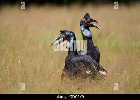 Suelo de tierra o el norte de Bucero, Bucero bucorvus abyssinicus, hembra
