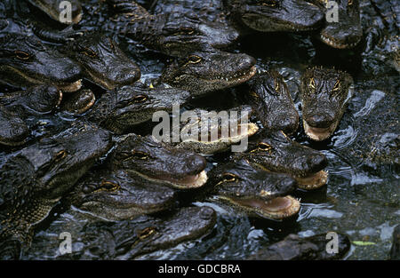 American Alligator alligator mississipiensis, bebés en la granja de cocodrilos Foto de stock