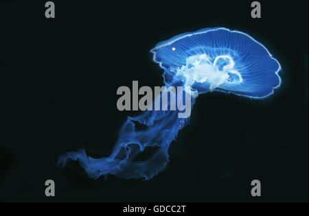 Común o medusas Medusas, Luna urelia aurita Foto de stock