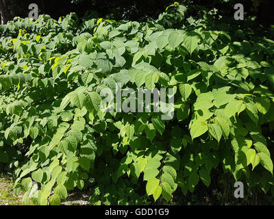 Japanischer, Knoeterich, Fallopia japonica, Foto de stock