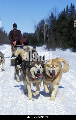 Husky Siberiano, hombre Mushing equipo de perros de trineo, Quebec en Canadá