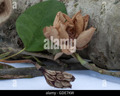 Flor Magnolia seca Fotografía de stock - Alamy