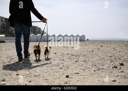 Hombre caminando Chihuahua perros en la playa, Normandía Foto de stock