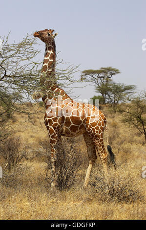Jirafa reticulada, giraffa camelopardalis reticulata, Adulto comer hojas de las Acacias, Parque de Samburu en Kenia Foto de stock