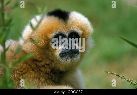 Concolor Gibbon o White Cheeked Gibbon, hylobates concolor, Retrato de adulto Foto de stock
