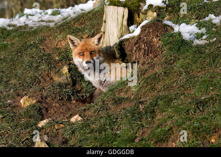 Zorro Rojo Vulpes vulpes, ADULTO EN DEN ENTRADA, Normandía en Francia