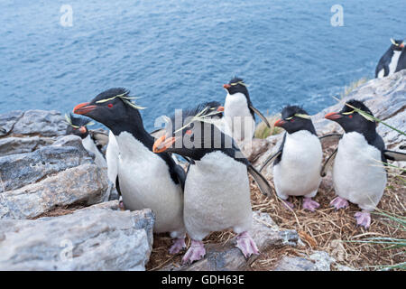 Grupo de pingüinos de penacho amarillo (Eudyptes chrysocome) sobre una roca, en el Atlántico sur, la East Falkland, Islas Malvinas Foto de stock