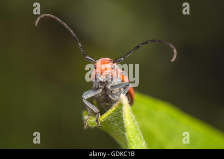 Una vista frontal de un escarabajo rojo de Asclepias (Tetraopes tetrophthalmus) donde se posan sobre una política común de Asclepias planta de hoja. Foto de stock