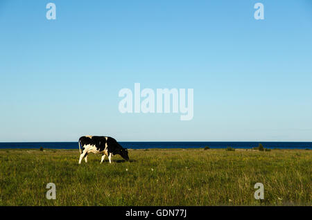 Sola vaca en una pacífica de tierras de pastoreo por la costa. La isla sueca de Öland en el Mar Báltico Foto de stock