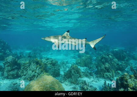 Un blacktip reef shark, Carcharhinus melanopterus, submarino en la laguna, al océano Pacífico, en la Polinesia Francesa Foto de stock