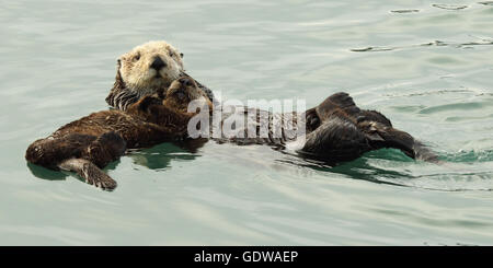 Madre Y Bebe Nutria De Mar En Agua En Morro Bay California Lindo Bebe Nutria Durmiendo En El Pecho De Mama La Pequena Mano Visible Como Se Ve En La Orilla Fotografia