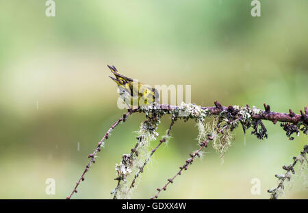 Siskin (cardeulis spinus) posado sobre una rama durante una ducha de lluvia ligera.