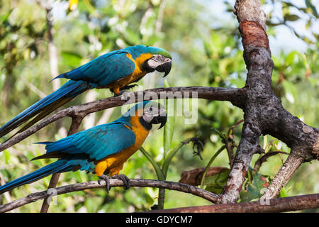 Oro y guacamayo azul (Ara ararauna) donde se posan sobre la rama de un árbol, el Delta del Orinoco, Venezuela