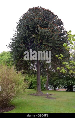 Araucaria araucana (Monkey Puzzle tree) es un árbol perenne en los jardines botánicos de Glasgow en Escocia, Reino Unido, Europa.