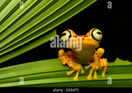 Imbabura Treefrog (Hypsiboas pictuator), selva amazónica, Río Canande reserva forestal, Choco, Ecuador Foto de stock