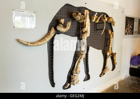 Exposición de antiguos huesos prehistóricos de elefantes enanos, o Elephas tiliensis, en la isla de Tilos, Dodecaneso, Grecia. Foto de stock