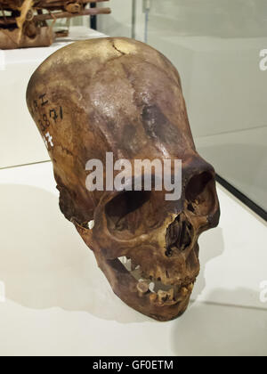 Cráneo alargado de la civilización antigua en exhibición en el Museo Regional de Ica Foto de stock