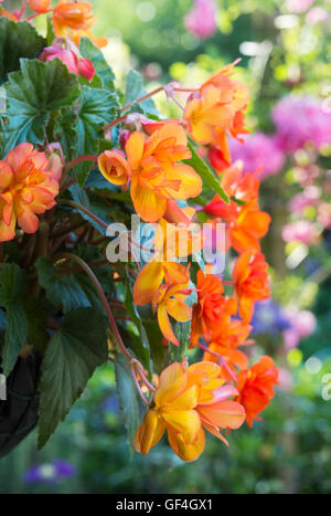 Begonia 'Apricot sparkle' florece en una cesta colgante Foto de stock