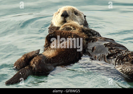 Madre Nutria De Mar Sosteniendo A Su Bebe En Un Abrazo Tierno Fotografia De Stock Alamy