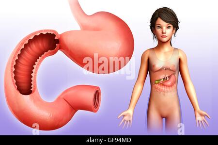 Ilustración de la sección transversal del intestino delgado. Foto de stock