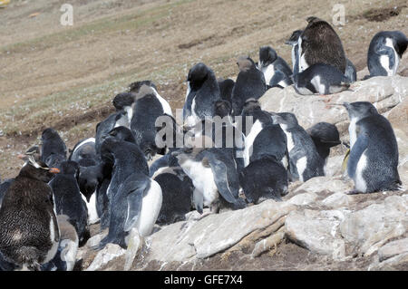 Adultos y jóvenes pingüinos de penacho amarillo del sur de muda (Eudyptes chrysocome chrysocome) en la colonia de anidación en la Isla Saunders Foto de stock