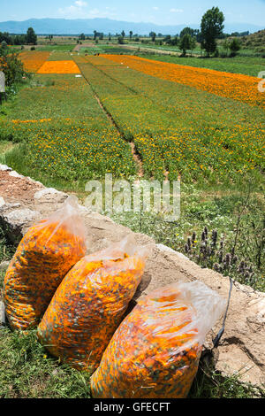 Recién elegido flores de caléndula (Calendula officinalis). Un cultivo para la industria farmacéutica; cerca de Korca, en Albania Foto de stock