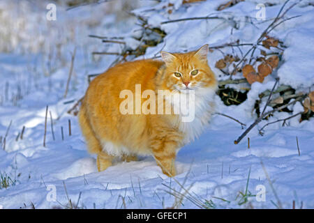 Hermosa de pelo largo jengibre gato atigrado caminando sobre la nieve
