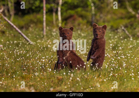 Tres crías de oso pardo en un campo de algodón, hierba, Finlandia.