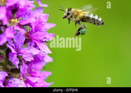Una macro foto de una abeja de miel volando a un bosque púrpura flor.