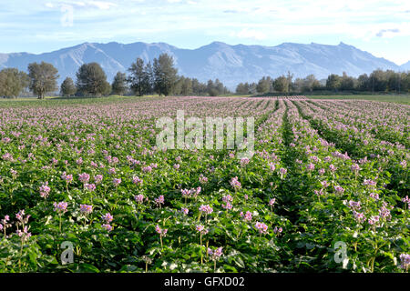 Patata roja 'Cacique' campo de floración, convergiendo filas, montañas Chugach en segundo plano. Foto de stock