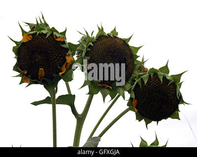 Girasol sin pétalos Fotografía de stock - Alamy