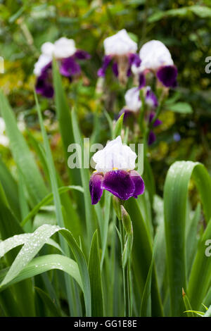 Blanco y morado iris alemán en plena floración en la lluvia Foto de stock