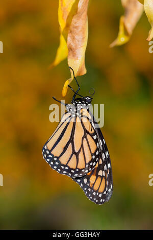 ; La mariposa monarca Danaus plexippus UK