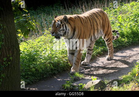 Macho maduro Amur o siberiano tigre (Panthera tigris altaica) en el acecho Foto de stock