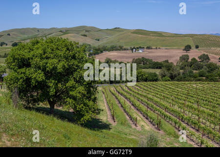 Viñedos de uva, mosto de uva de viñedos, viñedos, Viñedos, carneros, vista desde las colinas, viñedos y bodega Artesa, zona de Carneros, Napa Valley, California. Foto de stock