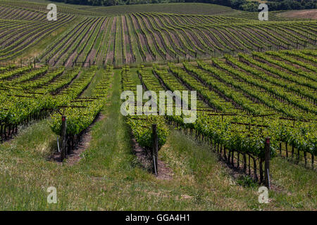 La parellada, visto desde los viñedos de uvas, Viñedos y Bodega Artesa, zona de Carneros, Napa Valley, California, Estados Unidos Foto de stock