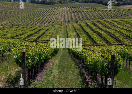 La parellada, visto desde los viñedos de uvas, Viñedos y Bodega Artesa, zona de Carneros, Napa Valley, California, Estados Unidos Foto de stock